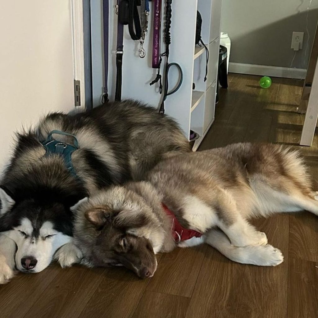 A group of dogs sleeping on the floor Description automatically generated