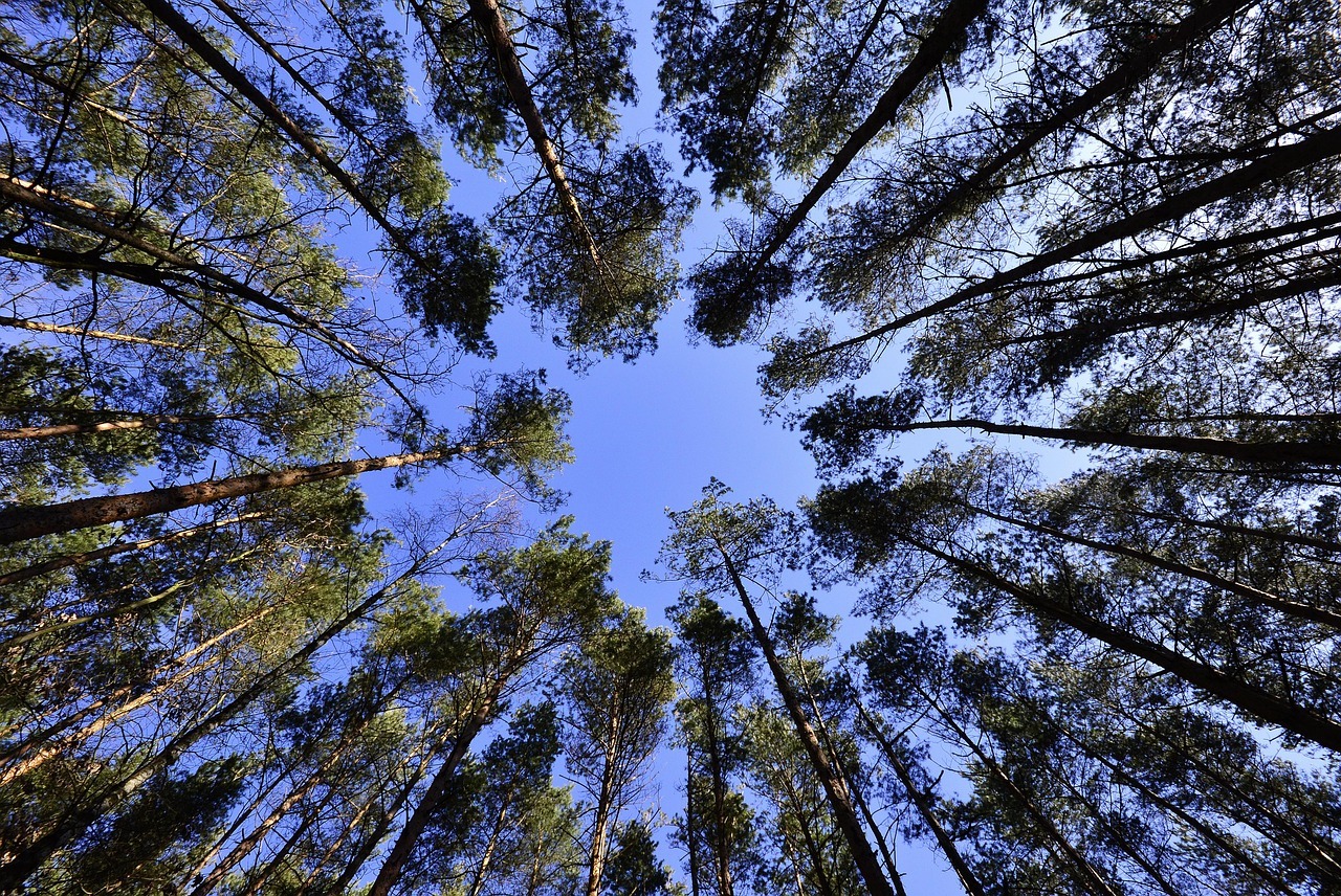 Can Trees Communicate? The Hidden “Wood Wide Web” of Forests
